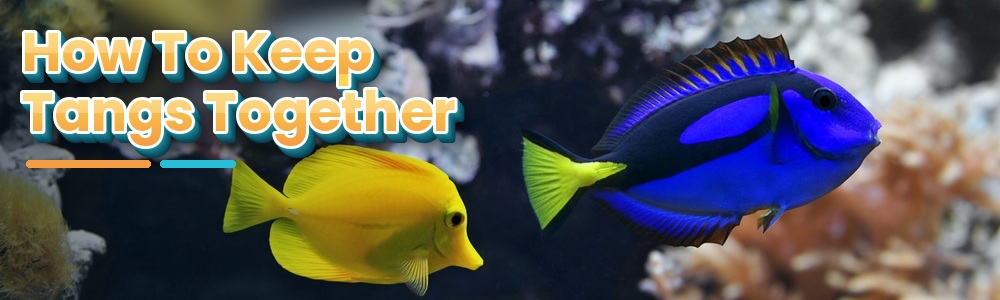 How To Keep Tangs Peaceful