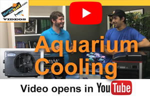 Aquarium Cooling Video