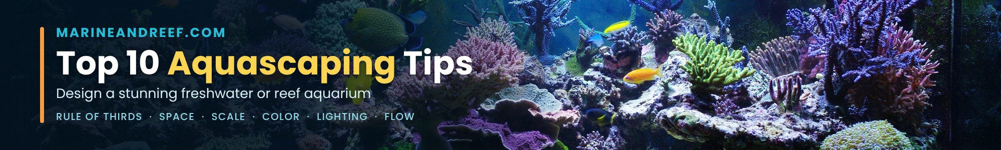 Top 10 Aquascaping Tips