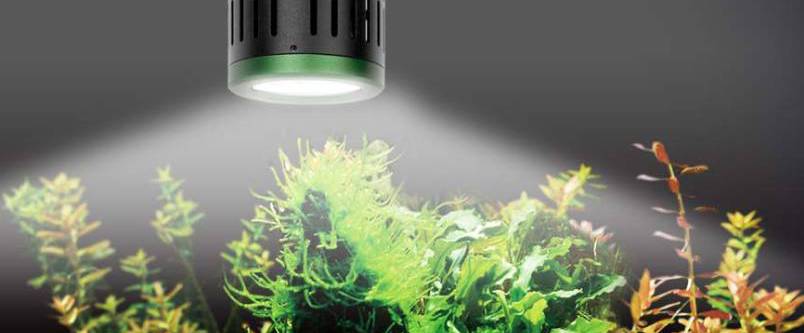 Best Aquarium Light For Plants