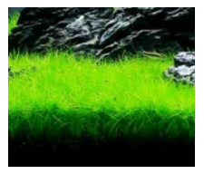 Carpet Plants