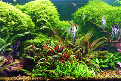 what is absolutely needed for a planted freshwater aquarium (besides the livestock & plants)