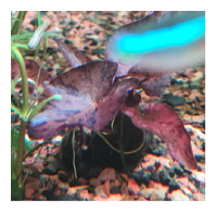 Floating Plants