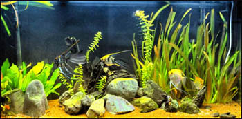 what is absolutely needed for a freshwater fish-only aquarium (besides the livestock)