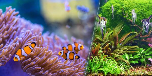 Saltwater reef aquarium with clownfish and planted freshwater aquarium with angelfish