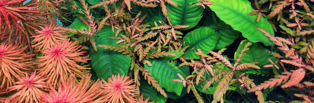Aquarium Plants Guide