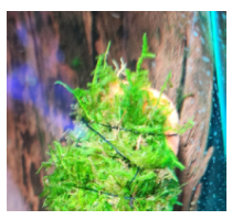 Mosses