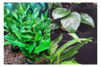 Rhizome Plants