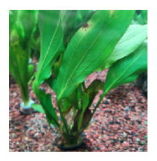 Rooted Plants