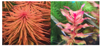 Stem Plants
