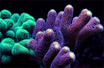 What do Coral Need?