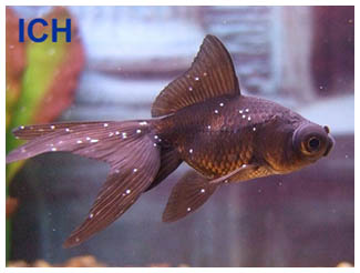 basic marine fish diseases and treatments overview" align="right"/>Ich is the most common disease in marine aquariums, and it probably encompasses at least 60-75% of cases of sick fish. Fortunately it’s the least deadly of the three most common fish diseases.<br/>
<br/>
Ich is a parasite that is ever present in the environment. The first noticeable symptom of ich is a fish rubbing or scratching its body against the rocks or sand in an aquarium. It then progresses to white spots covering the fish. Ich will then leave the fish to live on the aquarium substrate, and it will often re-infect the fish. Ich can kill fish if it gets out of control and some fish are more prone to ich than others. Smooth skinned fish such as tangs are particularly vulnerable.<br/>
<br/>
There are several ways to treat ich. The easiest is using hypo-salinity. Hypo-salinity is the lowering of the salinity in the aquarium to a level where the fish can survive but the parasite cannot—typically a specific gravity of 1.016 to 1.017.<br/>
<br/>
The strongest and recommended approach is to use a copper based medication such as <a href="https://www.marineandreef.com/category_s/1336.htm?Search=copper+power&Submit=Search">Copper Power</a> or<a href="https://www.marineandreef.com/category_s/1336.htm?Search=Seachem+Cupramine&Submit=Search"> Seachem Cupramine</a>. These medications will quickly eliminate ich within 1 to 2 weeks. When using any copper medication it is important to also test for copper using a corresponding copper test kit.<br/>
<br/>
Although copper and hypo-salinity are effective, both of these methods kill coral and invertebrates. If your tank has both fish and coral then you will need to remove the fish to a hospital tank before treating or try one of the reef safe medications such as <a href="https://www.marineandreef.com/category_s/1336.htm?Search=Kordon+Herbal+Ich+Attack&Submit=Search">Kordon Herbal Ich Attack</a>.<br/>
<br/>
Another treatment option is to perform a freshwater dip on your fish. This is done by catching the sick fish and placing them in a bath of freshwater for around 10 minutes and then returning them to the tank. When doing this it’s important to make sure that the dip water is close to the same temperature as the aquarium water, and it’s also important that you are using dechlorinated tap water rather than RO water as the pH is likely closer to the pH in your aquarium. To dechlorinate water use <a href="https://www.marineandreef.com/category_s/1336.htm?Search=Seachem+Prime&Submit=Search">Seachem Prime</a>.<br/>
<br/>
Although <a href="http://www.marineandreef.com/Aquarium_UV_Sterilizers_Pond_UV_Sterilizers_s/1080.htm" target="_blank" style="color: rgb(43, 170, 223); font-weight: normal; text-decoration: underline;">UV sterilization</a> will not treat a fish infected with ich, it will prevent the transmission of ich from one fish to another.<br/>
<br/>
<span style="font-size: 18px;"><strong>MARINE VELVET</strong></span><br/>
Marine velvet is more deadly than ich, and it can kill fish in under a week. It manifests itself as very fine powderlike spots on the body of the fish and can make a fish appear washed out or faded in coloration. Marine velvet is often confused with ich but the spots are much smaller and the disease spreads and kills far faster.<br/>
<br/>
To treat for marine velvet use copper medications such as <a href="https://www.marineandreef.com/category_s/1336.htm?Search=copper+power&Submit=Search">Copper Power</a> or <a href="https://www.marineandreef.com/category_s/1336.htm?Search=Seachem+Cupramine&Submit=Search">Seachem Cupramine</a> or a formalin based medication such as <a href="https://www.marineandreef.com/category_s/1336.htm?Search=Kordon+Rid+Ich+Plus&Submit=Search">Kordon Rid Ich Plus</a>. Keep in mind, these medications will kill coral and invertebrates. If there are invertebrates in the aquarium the fish must be removed for treatment. There are no reef safe marine velvet medications available.<br/>
<br/>
If you have invertebrates in your main tank and no hospital tank the only other option is to dip the fish in a formalin bath which is a mixture of a medication like <a href="https://www.marineandreef.com/category_s/1336.htm?Search=Kordon+Rid+Ich+Plus&Submit=Search">Kordon Rid Ich Plus</a> and water. This dip can prove stressful for the fish, but without treatment most fish with marine velvet will die within a week.<br/>
<br/>
<span style="font-size: 18px;"><strong>BROOKLYNELLA</strong></span><br/>
Brooklynella—sometimes called clownfish disease or simply brook—is a disease that occurs almost exclusively with clownfish. Its symptoms are similar to marine velvet and it’s just as lethal. But the disease itself can often be eliminated much faster.<br/>
Just like velvet, brook usually manifests itself as tiny white spots on a fish or a washed out or faded appearance. If these symptoms are observed on a clownfish the fish almost certainly has brooklynella and will likely die within a week.<br/>
<br/>
To treat for brooklynella use either a freshwater dip (<em>as described for ich</em>) or an aldehyde based medication such as <a href="https://www.marineandreef.com/category_s/1336.htm?Search=Seachem+ParaGuard&Submit=Search">Seachem ParaGuard</a> or <a href="https://www.marineandreef.com/category_s/1336.htm?Search=Kordon+Rid+Ich+Plus&Submit=Search">Kordon Rid Ich Plus</a>. Some hobbyists will also mix the medications into the freshwater dip to increase its potency. Keep in mind, once again, these medications will kill invertebrates, so the treatment may need to be done in a hospital tank.<br/>
<br/>
<span style="font-size: 18px;"><strong>PLAN AHEAD!</strong></span><br/>
Fish diseases can easily kill your fish within a week. There is little time to react. Make sure to familiarize yourself with these common diseases and have you medications and your treatment plan in place before your fish becomes ill. If you buy medications after your fish become ill it will probably be too late.
<div style="text-align: center;">
</div>
</div><!-- .vcb-article -->
<textarea style="display:none;" id="articleBody_301" readonly="true"></textarea>

            </td>
        </tr>
    </table>


</div> <!-- #content_area -->
                    
                </section>
            </div> <!-- .row -->
        </div> <!-- .container -->
<article class="footer-extra-top">
    <div class="container">
        <div class="row">
            <div class="title col-xs-12">
                <h3>Please contact us with any questions you have.</h3>
            </div>
            <div class="contact col-xs-12 col-md-4">
                <svg class="icon"><use xlink:href="#svg-Email"/></svg>
                <div class="contact__wrapper">
                    <a  href="mailto:sales@marineandreef.com?Subject=Contact%20Us"><p>sales@marineandreef.com</p></a><br>We answer all Emails through 3 PM the same day (M-F).
                </div>
            </div>
            <div class="number col-xs-12 col-md-4">
                <svg class="icon"><use xlink:href="#svg-Phone2"/></svg>
                <div class="number__wrapper">
                    <a href="/help_answer.asp?ID=17#46"><p class="number__free">480-491-5283</p></a>
                    <!--<a href="/help_answer.asp?ID=17#46"><p class="number__international">International 1-480-491-5283</p></a>-->
                </div>
            </div>
            <div class="hours col-xs-12 col-md-4">
                <svg class="icon"><use xlink:href="#svg-Clock"/></svg>
                <div class="hours__wrapper">
                    <p class="hours_time">Monday-Friday 9:00 am to 11:00 am & 1:00 pm to 3:00 pm MT. We will return all phone calls through 3 PM the same day.</p>
                    <p class="hours_note"><i>Note: we do not have daylight savings time in Arizona</i></p>
                </div>
            </div>
        </div>
    </div>
</article>
<footer class="footer" data-ui-block="footer-9">
    <div class="wave"></div>
    <div class="footer__top">
        <div class="container">
            <div class="row">
                <div class="col-xs-12 col-sm-4 col-md-2">
                    <a class="column__title" href="#link-col-1">Company</a>
                    <ul id="link-col-1" class="column column-1" data-v-edit-region="About Us">
                        <!-- <li><a href="/aboutus.asp" title="About www.marineandreef.com">About Us</a></li> -->
                        <li><a href="/AboutUs.asp" title="Contact www.marineandreef.com">Contact us</a></li>
                        <li><a href="/terms_privacy.asp" title="Privacy Policy" rel="nofollow">Privacy Policy</a></li>
                        <li><a href="/terms.asp" title="Terms & Conditions" rel="nofollow">Terms & Conditions</a></li>
                    </ul>
                </div>
                <div class="col-xs-12 col-sm-4 col-md-2">
                    <a class="column__title" href="#link-col-2">My Account</a>
                    <ul id="link-col-2" class="column column-2" data-v-edit-region="Helpful Links">               
                        <li><a href="/login.asp" title="Login/Register" rel="nofollow">Login/Register</a>
                        <li><a href="/orders.asp" title="Order Status" rel="nofollow">Order Status</a></li>
                        <li><a href="/wishlist.asp" title="Wish List" rel="nofollow">Wish List</a></li>
                        <li><a href="/help_answer.asp?ID=11#28" title="Shipping" rel="nofollow">Shipping</a> & <a href="/help_answer.asp?ID=13#42" title="Returns" rel="nofollow">Returns</a></li>
                        <!--<li><a href="/help.asp" title="FAQs" rel="nofollow">FAQs</a></li> -->
                    </ul>
                </div>
                <div class="col-xs-12 col-sm-4 col-md-2">
                    <a class="column__title" href="#link-col-3">Shopping</a>
                    <ul id="link-col-3" class="column column-3" data-v-edit-region="Contact Us">
                        <li><a href="/pindex.asp" title="All Products">All Products</a></li>
                        <li><a href="/cindex.asp" title="Category Index" rel="nofollow">Category Index</a></li>
                        <li><a href="/help.asp" title="Site Help" rel="nofollow">Site Help</a></li>
                        <li><a href="/Articles.asp?ID=125" title="Manufacturer Contact Info" rel="nofollow">Manufacturer Contact Info</a></li>
                    </ul>
                </div>
                <div class="col-xs-12 col-md-5 col-md-offset-1">
                    <div class="column__title"><h3>Get Marine & Reef news right in your inbox!</h3></div>
                    <div class="connect column-4" data-v-edit-region="Stay Connected">
                        <div class="elist hidden-sm hidden-md hidden-lg">
                            <!-- <div class="elist__title">Join our Monthly Newsletter</div> -->
                            <form name="MailingList" method="post" action="/MailingList_subscribe.asp">
                                <input type="text" name="emailaddress" class="elist__input" value="" placeholder="Email address..." />
                                <button type="submit" name="Submit" class="btn-primary elist__submit tablet-mail" value="">Submit</button>
                            </form>
                        </div><!--.elist-->
                        <div class="elist hidden-xs">
                            <form name="MailingList" class="desktop__mail" method="post" action="/MailingList_subscribe.asp">
                                <input type="text" name="emailaddress" class="desktop__mail__input" value="" placeholder="Email address...">
                                <button type="Submit" name="Submit" class="btn-primary desktop__mail__button">Submit</button>
                            </form>
                        </div>
                    </div>
                </div>
            </div>
        </div>
    </div><!-- .footer__top -->
    <div class="footer__bottom">
        <div class="container">
            <div class="row">
                <div class="h-align-left col-md-6">
                    <div class="copyright">
                        <a href="/terms.asp" title="Terms">Copyright © www.marineandreef.com Built with Volusion shopping cart software</a>

                    </div> <!-- .copyright -->
                </div>
                <div class="h-align-right col-sm-2 col-md-1 col-md-offset-0">
                    <div class="ssl">
                        <a href="javascript:void(0);" onclick="window.open(